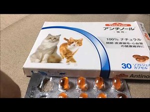猫の食物アレルギーに対するお薬の話&お薬を猫に食べさせる【漢方薬の霊芝と天然素材のアンチノール】リキちゃんのアレルギー対策 【リキちゃんねる 猫動画】Cat videos キジトラ猫との暮らし