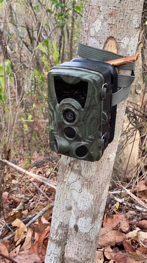 O que acontece quando coloco água na floresta #brasil #animais #natureza #viralvideo #foryoupage