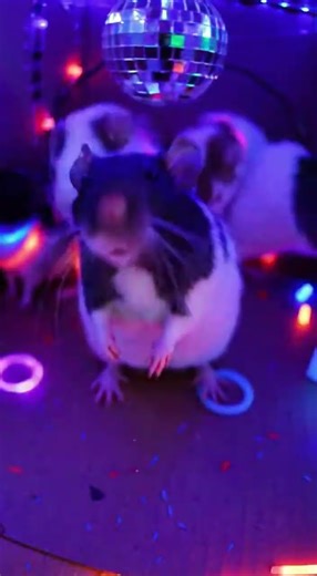 This Cardboard Box Was a Rat Nightclub 🤯🐀