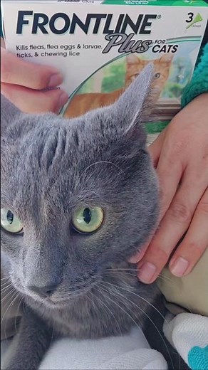 Frontline plus for cats (topical flea meds application demonstration)