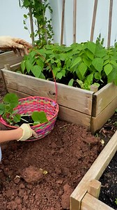 579 reactions · 27 shares | Transplanting BUTTERNUT SQUASH grown indoors from seeds  #happyplanting #backyardgarden | Che Thompson | Facebook
