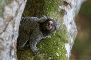 Animal Life In Rio De Janeiro