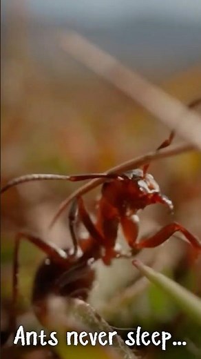 Ants Never Sleep! 🐜 Incredible Fact You Didn’t Know