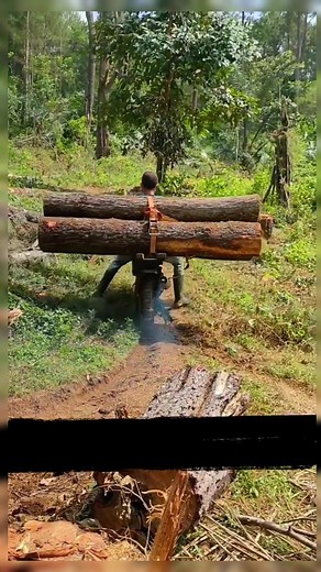 This Insane Motorcycle Hack Can Carry Logs Like a Truck! This man is hauling FOUR giant logs using a custom-modified motorcycle! Since large vehicles can’t enter these deep forest trails, locals convert their dirt bikes into powerful mini logging machines. It’s an incredible example of innovation, skill, and survival engineering — riding through terrain where even a massive truck (or Optimus Prime!) wouldn’t stand a chance. 👉 Watch till the end to see how he balances it! 👉 Like & Share if this