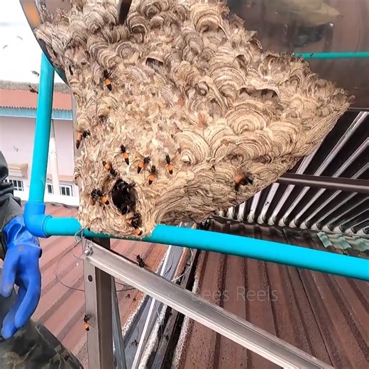 1.6K views · 16 reactions | Big wasp nest on the roof! Hornet nest removal | Bees Reels | Facebook