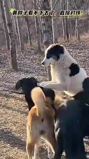 89K views · 647 reactions | A true social death moment. Huahua got scolded by King Charles because of Hua Xin, and he stood there completely stunned, not knowing what to do. #kingcharles #fblifestyle #unclebearddogtribe #DogKing | Orisyet | Facebook