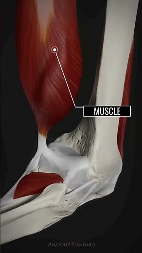 Tendon connective tissue | Bone and muscle #bones #anatomy #humerus #skeleton #biology #tendon