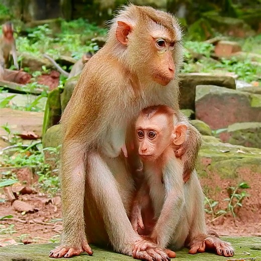 lovely baby monkey live with mom | Monkey TV Daily
