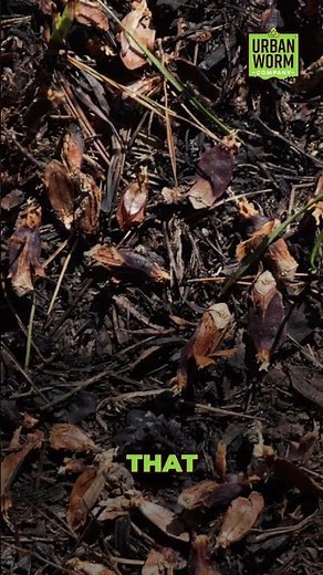 Asian Jumping Worms Are Taking Over!