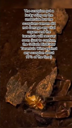 tarantula vs. scorpion