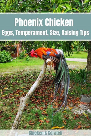 Phoenix Chicken: Eggs, Height, Size and Raising Tips