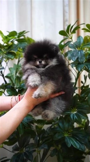 Mini Elite Bearface Pomeranian Female | 12 Weeks Old