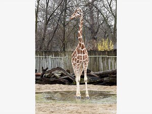 Brookfield Zoo Giraffe Dies At Age 27
