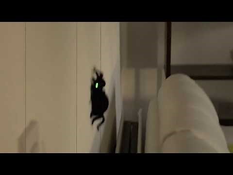 Remote Control Wall Climbing Spider