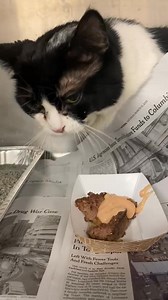 6.9K views · 694 reactions | RESCUED BY CARF LUNA - A290628 Female / 8 years OWNER SURRENDER Intake 3/25/25 Video - Luna was still sending little hisses our way that she isn't ready for interaction. She does seem like she has cloudy eyes so we asked for a vet check. They surrendered her because they were moving and couldn't take her with them. Animals in this profile might be available for rescue or adoption from Chicago Animal Care and Control | CACC Cats | Facebook