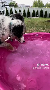Cora wasn’t too sure about the kitty pool at first, but once I started splashing, she couldn’t resist copying me! Looks like we’ve got a water-loving pup in the making! 💧🐶 #PuppyLife #AustralianShepherd #PuppyPlaytime #AussieAdventures #WaterPup #DogMomLife #CoraTheCopycat #SplashTime #KittyPoolFun #AussiesOfTikTok #PuppyJoy #foryoupage #dogsoftiktok #CuteDogs #happypuppy #dogsummer