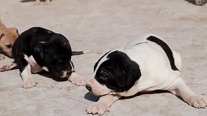 Pakistani Mastiff Bully Dog Puppies | Faisal Pardesi TV | Facebook