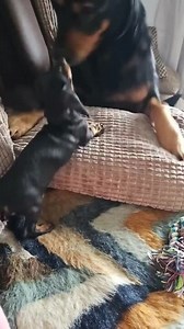 Dachshund puppy plays with Rottweiler-Shepherd older brother for first time