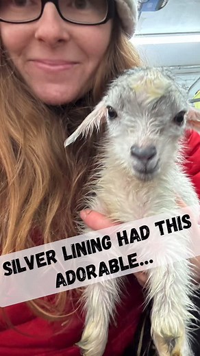 *Two* more easy deliveries for Silver Lining & Lupine. Lupine actually kidded FIRST! She had one tiny silver & white buckling that is about half the size of her other two kids. He was first to come out & is feisty despite being a peanut. We’ll be keeping a close eye on him ❤️🐐❤️ Silver Linings two jumbo bucklings are named SnowSquall & SnowFlurry. Lupines 2 bucklings - Nimbostratus (silver & white - name originates from the cloud that is most often associated with snow)! & Mimic (her twin). Lup