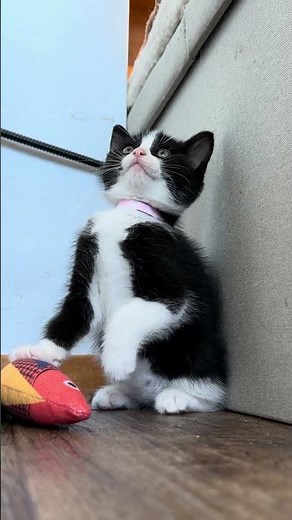 Merlot - an Adoptable Female Domestic Shorthair kitten