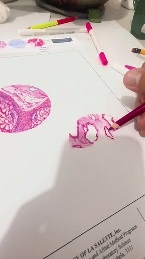 Human Pen*s Histology Artwork MedTech