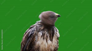 Close-up shot of a common buzzard tilting its head, with a green background.