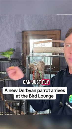 Semi-tame Derbyan parrot arriving at the Bird Lounge. This is my first medium sized parrot so everything is completely new. I’m filming the entire process from arrival to bonding, feeding, cage setup and reading his behaviour. I get things wrong but that’s the point — showing the real experience of learning how to build trust with a parrot when you have no previous experience with larger birds.