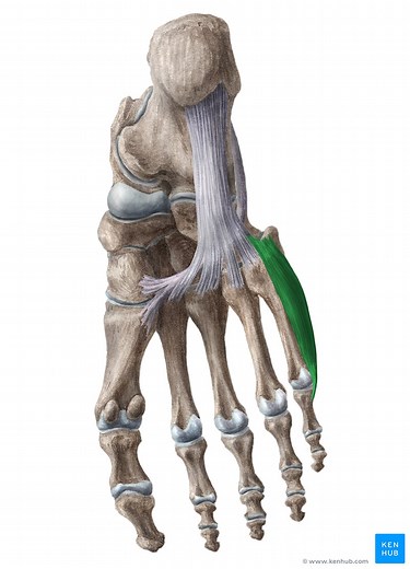 Opponens digiti minimi muscle of foot