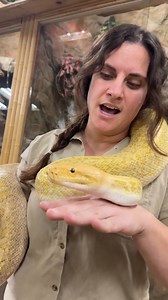 Giant Beautiful Burmese Python🤩 . . . #big #beautiful #snakes #carry #heavy #work #out #zoo #giant #reticulated #python #reelsvideo #long #snake #huge #reptile #style #monster #size #python #amazing #animals #insta #beautiful #snakes #big #feet #wild #video #reelsvideos | The Reptile Zoo