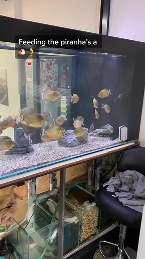 Feeding Piranhas: Watch Them Eat a Chicken Leg True to the Bone