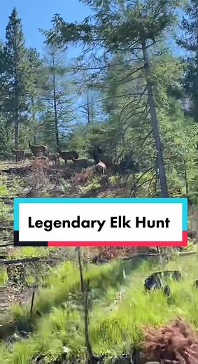Legendary Elk Hunt in Red Dead Redemption 2