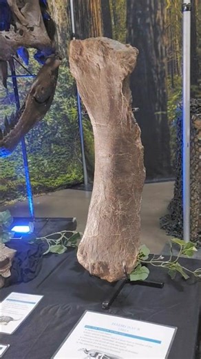 dinosaur fossils rock🦖🦴🪨#fossils #fossildiscovery #paleontology #dinosaurbones #hadrosaurus #fossil