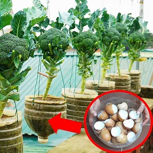 Mastering the Art of Vertical Gardening | DIY Balcony Garden