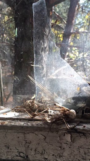 Creepy window in the Chernobyl zone.. #chernobyl #pripyat #urbex #stalker #chernobylexplorer | Chernobyl Urbex