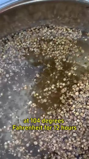 1K views | How to speed up cilantro seed germination #germination #garden #cilantro #gardeningtips #planting #gardening #plants #farming #herbs | Sam Green | Facebook