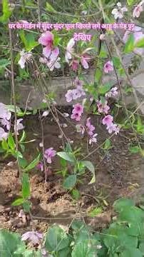 subscribe please 🙏# cooking #motivation # garding