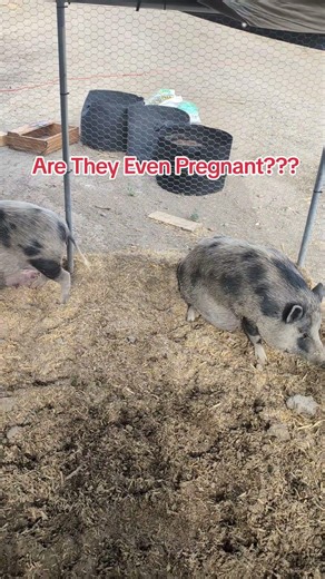 Are They Even Pregnant? It's Been 7 Months Since The Last Babies #pigs #pregnant #farmlife #pigfarm