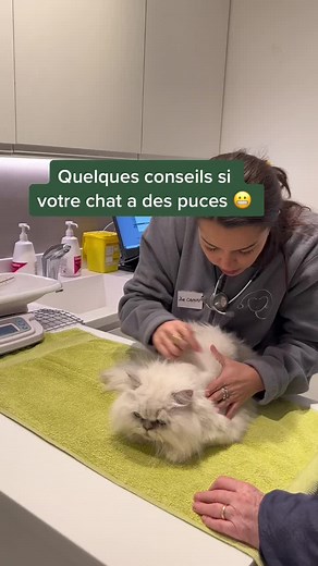 Conseils pour prévenir les puces chez votre chat