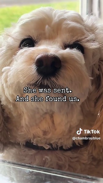 Heartwarming Cockapoo Story: From Gracie to New Beginnings