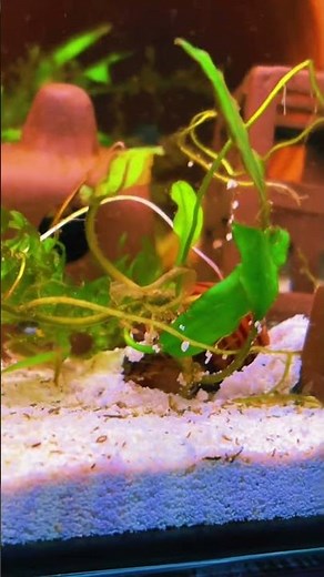 Mystery Snail Care with Stunning Aquarium Plants #aquarium