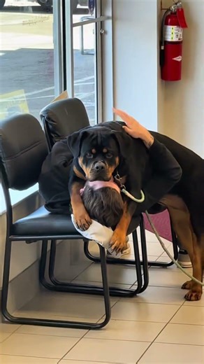 @srtrebel: Just my co-worker making out with out company Rottweiler! 😂 #dog #dogvideos