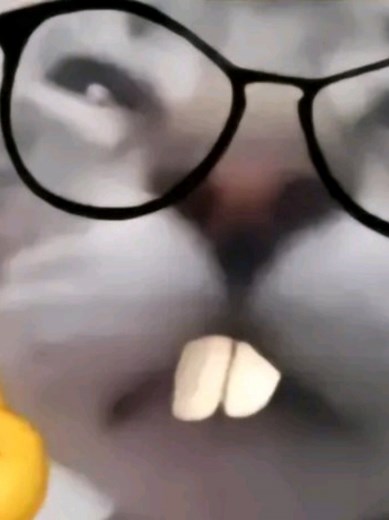 Chắc Có Người Ước Làm Con Mực: Khám Phá Thế Giới Mực