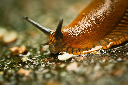 Spanish Slug: Identify & Control Spanish Slugs | Tips & Tricks