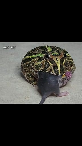 32K views · 179 reactions | Army Frog Eating Cute Rat | Insect Forest | Facebook