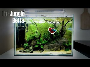 The Jungle Betta Tank | Natural Aquarium Set-up