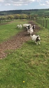 128K views · 7.7K reactions | It’s time for our Pygmy goats to see there summer playground and we check in with Peppa the pig and piglets in today’s farmer Richards daily update! | Hall Hill Farm | Facebook