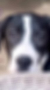 39 reactions | ♥️These adorable Pyrenees mix pups are ready to be home for the holidays, so run, don’t walk, to our website at: www.GreatPyreneesRescueSociety.org to fill out an application! #adoptdontshop #dogrescue #greatpyrenees #puppy #happypawlidays | Great Pyrenees Rescue Society - GPRS | Facebook