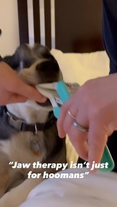 Patient with extensive caudal maxillectomy and reduced mouth opening. Caregiver provided therapy at home. That’s a good pup! #tmjdisorder #vetmed #omfs | Craniorehab