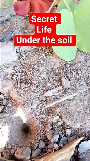 Underground ant 🐜 Tunnels/Hidden Ant Colony in soil #antLife
