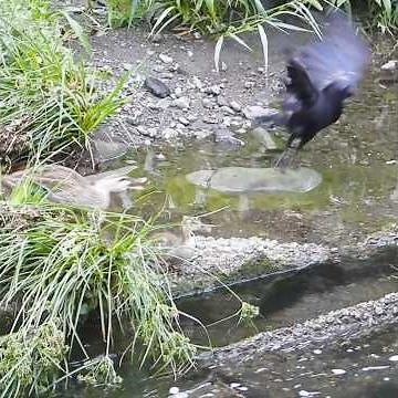 Mom Fights a Crow… Meanwhile One Gets Lost